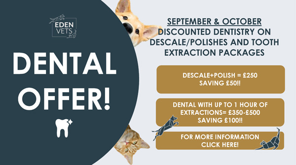 Eden Vets Discount Dental Offer pop up