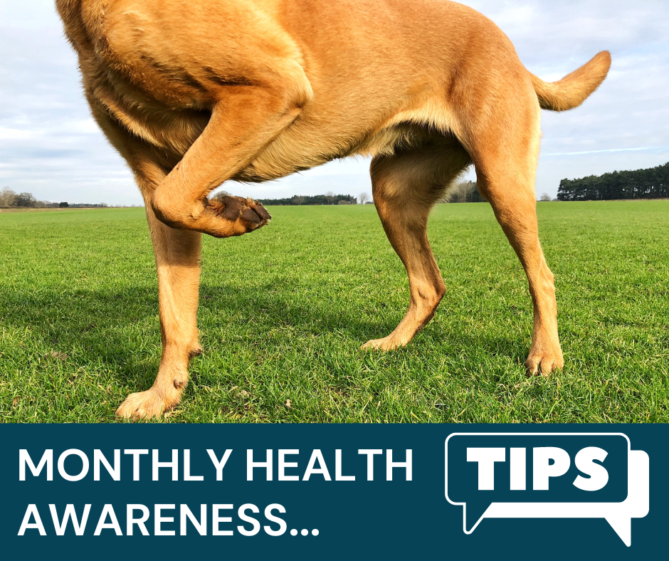 Eden Vet Pain awareness Month