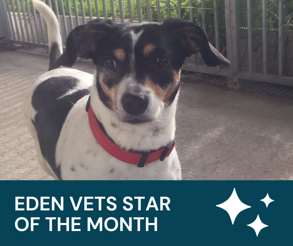 Eden Vet Star of the week Rada