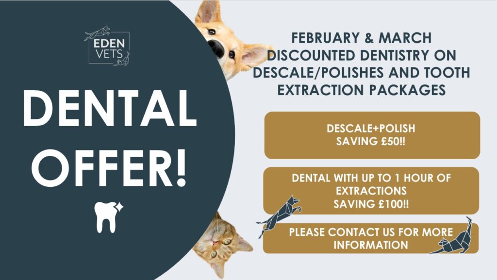 eden-vets-dental-promotion