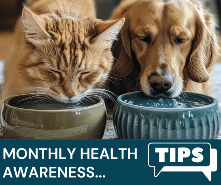 Eden Vets June Newsletter