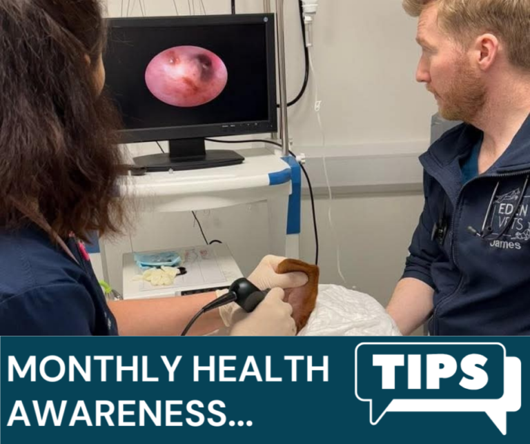 Eden Vets February Newsletter